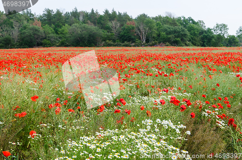 Image of Poppies and daisies in a field