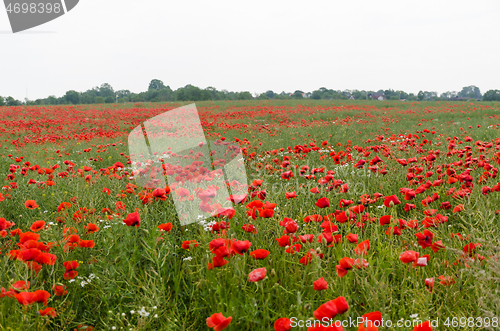 Image of Poppies all over in a corn field