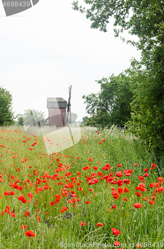 Image of Red poppies in a cornfield by an old windmill