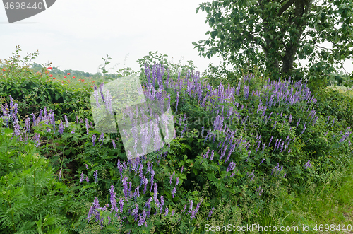 Image of Blossom blue viches flowers