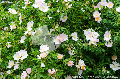 Image of Blossom wildrose shrub