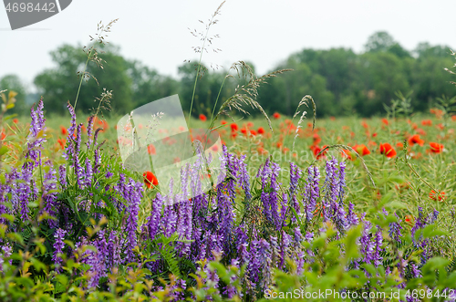 Image of Blue and red summer flowers in a field