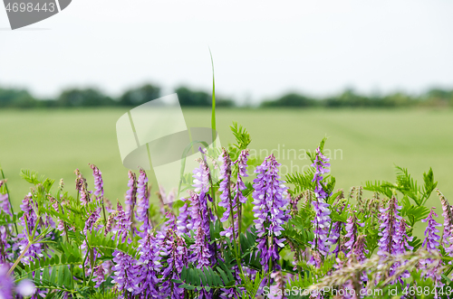 Image of Violet blossom viches close up