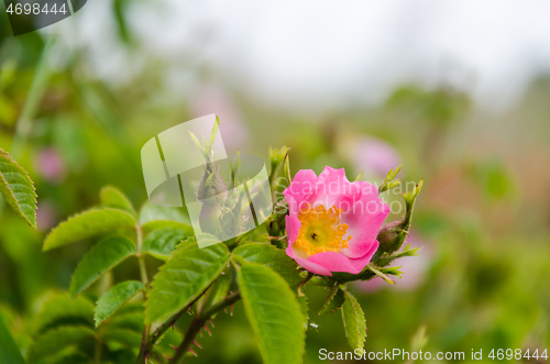 Image of Blossom pink wildrose