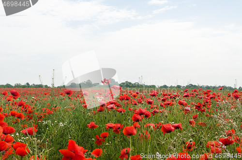 Image of Many red blossom poppies in a field