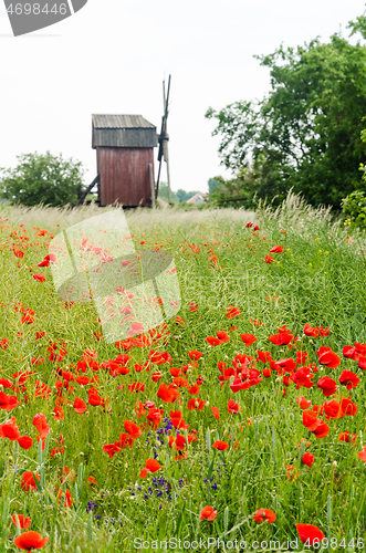 Image of Cornfield with red poppies by an old windmill