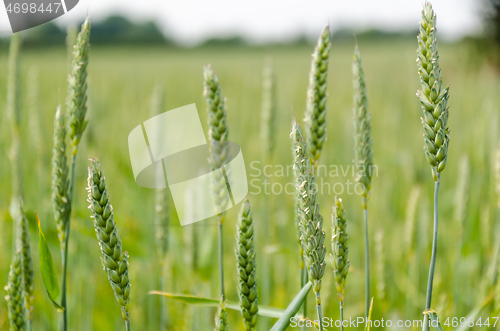 Image of Growing wheat plants in a field