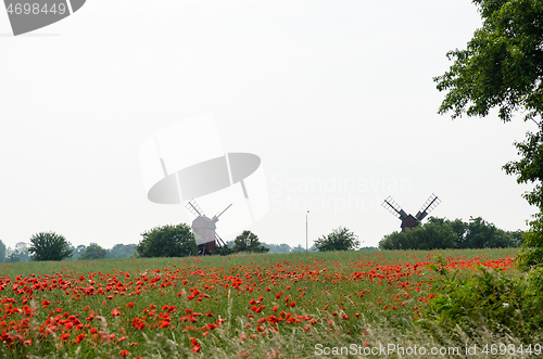 Image of Poppies in a field by two old windmills