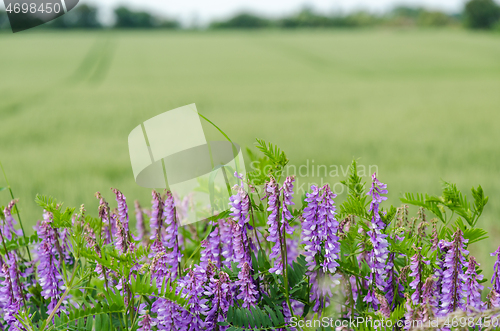 Image of Purple viches flowers by a green field