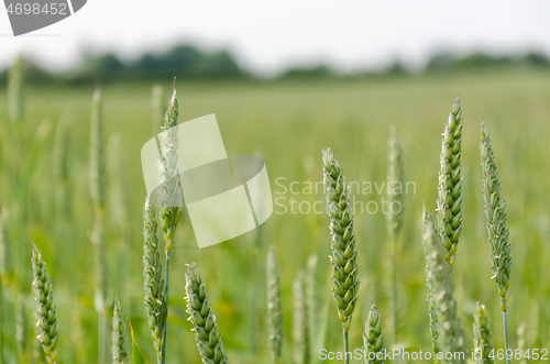 Image of In an unripe wheat field