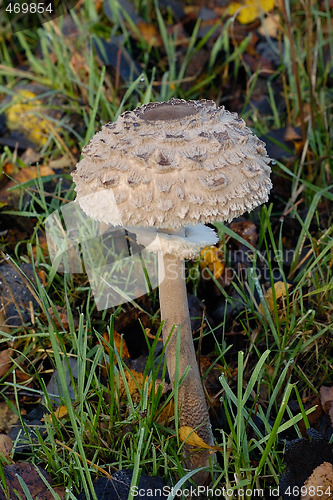 Image of young parasol mushroom