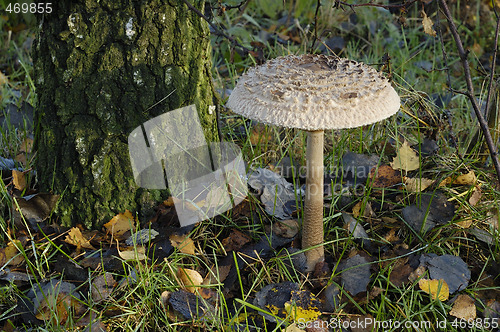 Image of Nice mushroom