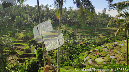 Image of Tegalalang rice terraces in Ubud, Bali