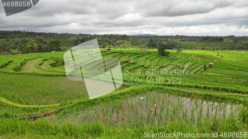 Image of Jatiluwih rice terrace with sunny day in Ubud, Bali