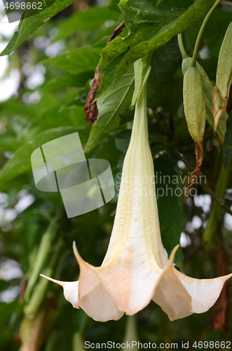 Image of Brugmansia flowers also known as angel`s trumpet