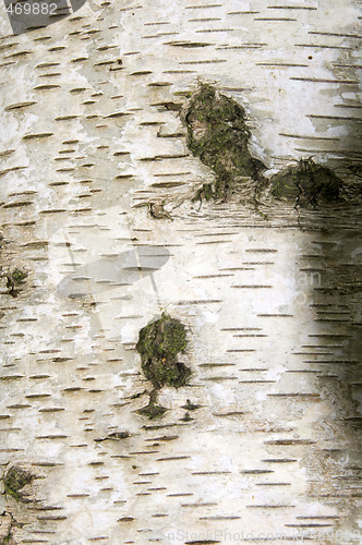 Image of Silver birch bark