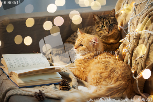 Image of two cats lying on sofa with book at home