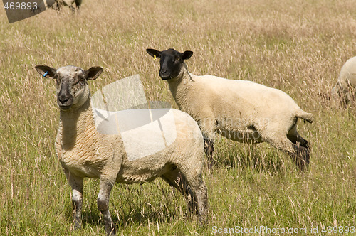 Image of Sheep