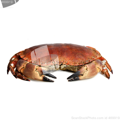 Image of crab shot on a white backdrop