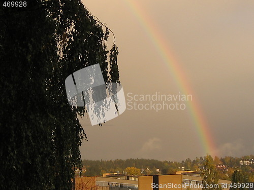 Image of Rainbow behind a tree