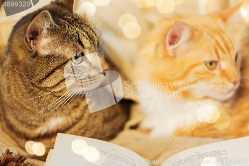 Image of two cats lying on sofa with book at home