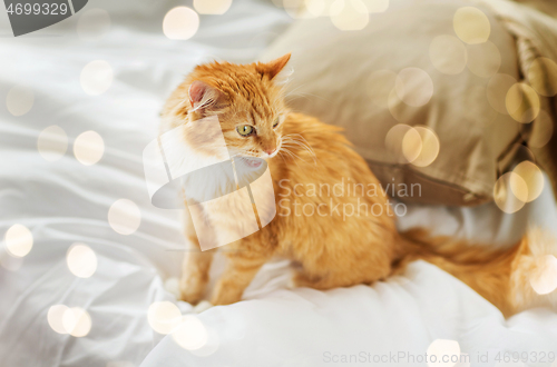 Image of red tabby cat at home in bed