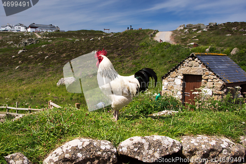 Image of Chicken in Cornwall