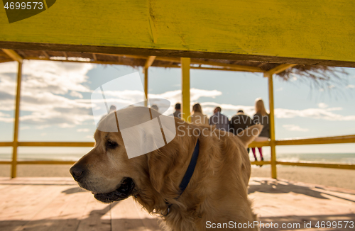 Image of young people with a dog at the beach