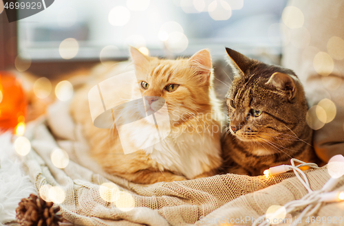 Image of two cats lying on window sill with blanket at home