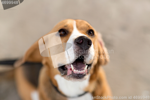 Image of close up of beagle dog