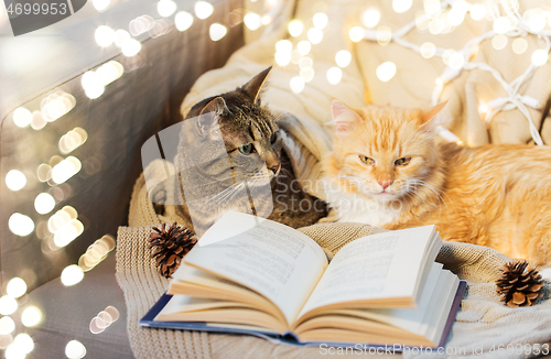 Image of two cats lying on sofa with book at home