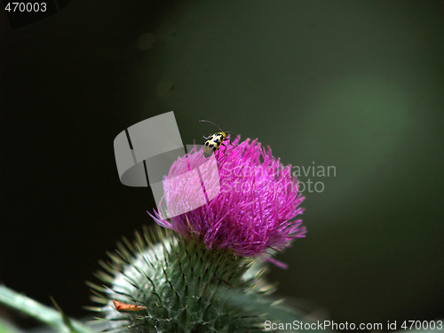 Image of lady bug on purple thistle with green spikes