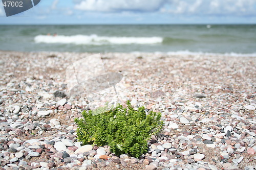Image of Stone beach