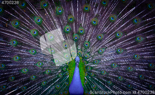 Image of Peacock showing his majestic tail during the mating season