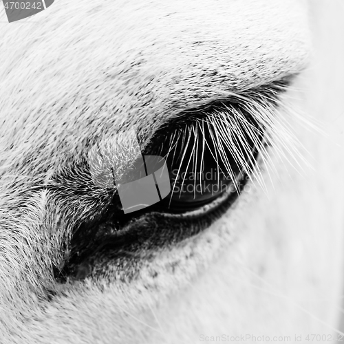 Image of Detail macro photo of a white horse
