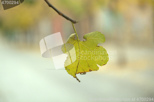 Image of Single yellow withering leaf on a tree