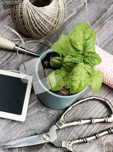 Image of Planting Green Basil