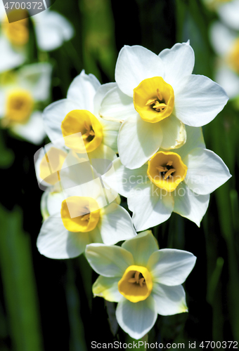 Image of Wild White Daffodils