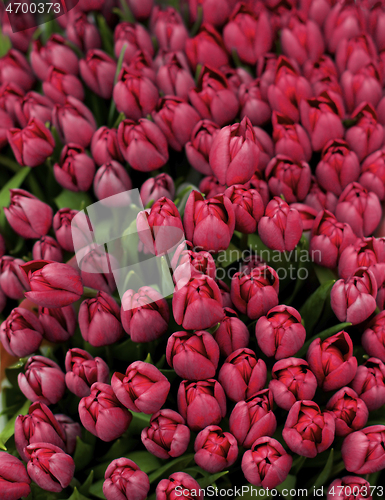 Image of Magenta Tulips Background