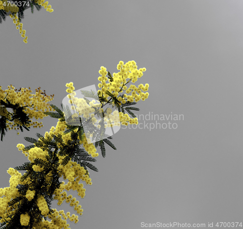 Image of Flowering Yellow Mimosa