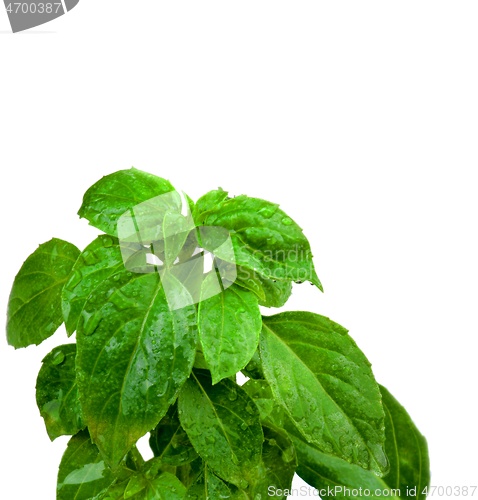 Image of Fresh Green Basil