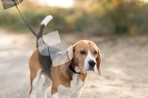 Image of close up of beagle dog on leash walking outdoors