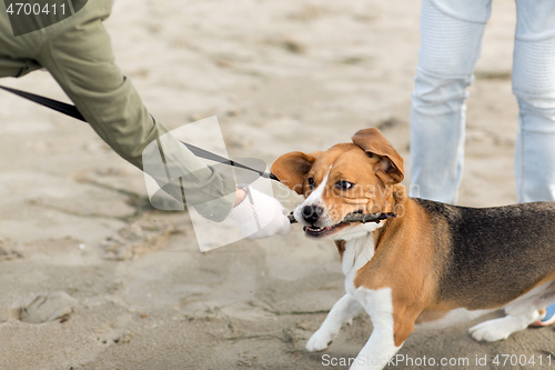 Image of close up of owner playing with beagle dog on beach