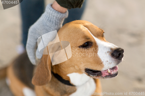 Image of close up of owner\'s hand hand stroking beagle dog