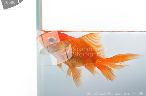 Image of Goldfish wants more space