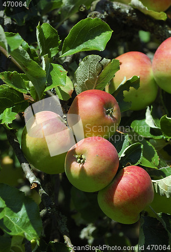 Image of Red apples hanging 