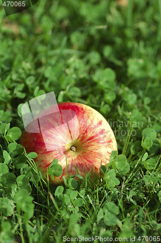 Image of A bright red apple into green clovers