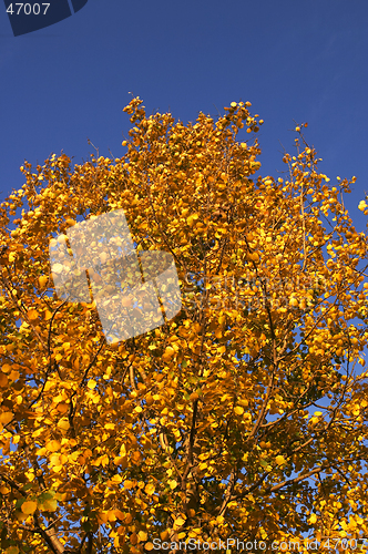 Image of Autumn tree