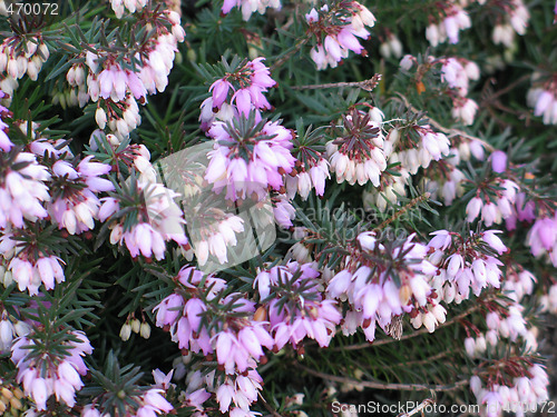 Image of pink flower tree