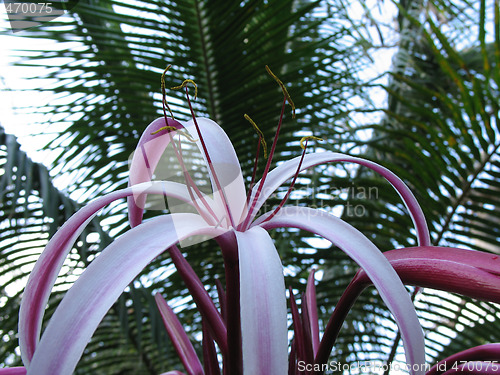 Image of pink flower close-up